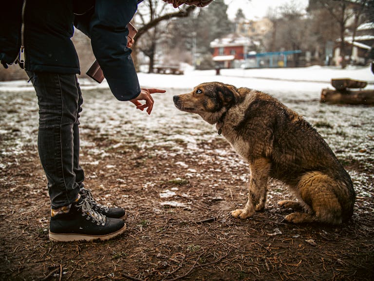 A person interacts with a dog outdoors in a snowy urban park during winter.