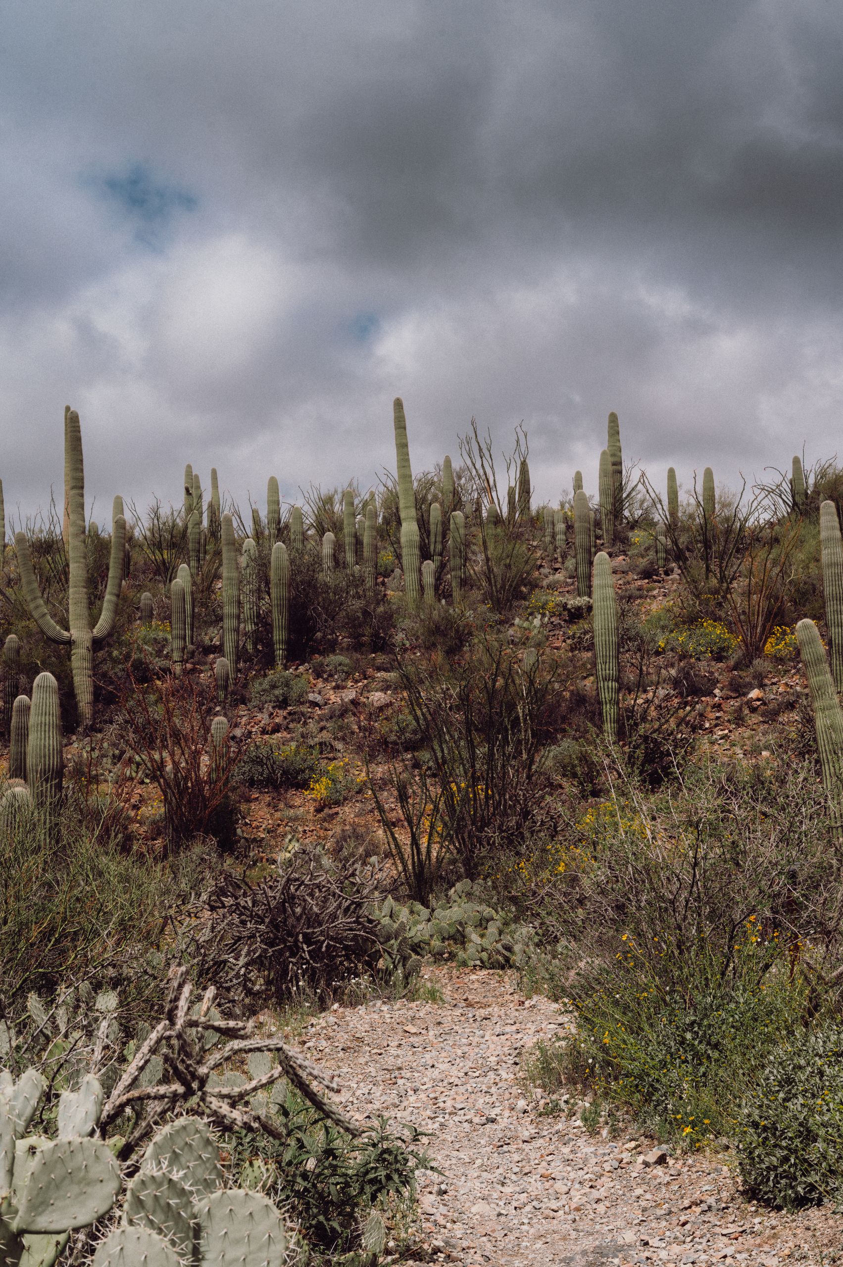 A scenic desert with tall cacti under a cloudy sky, showcasing natural beauty.