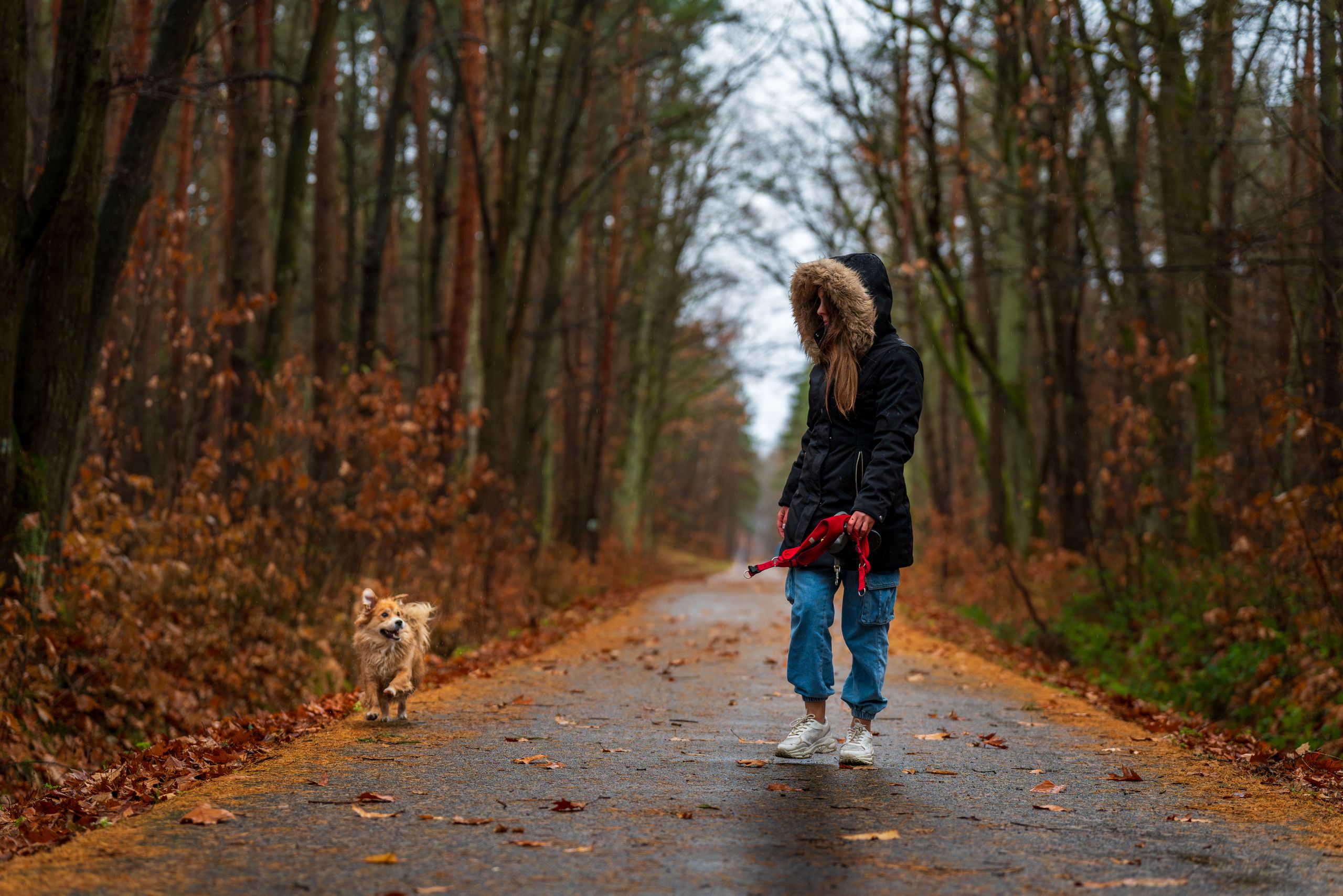 A young woman on a scenic autumn walk with her dog, surrounded by vibrant fall foliage.