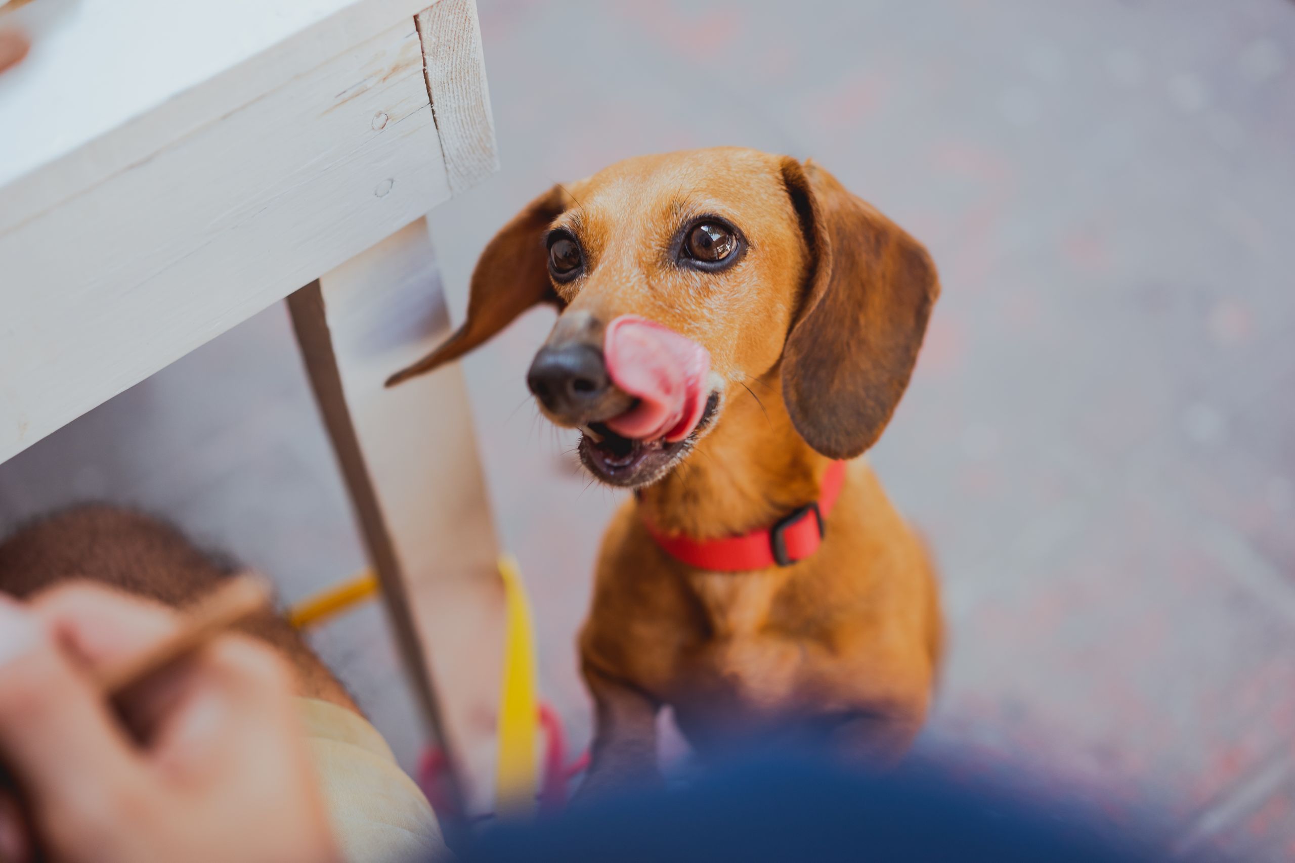 Adorable dachshund dog licking its lips while looking up expectantly outdoors.