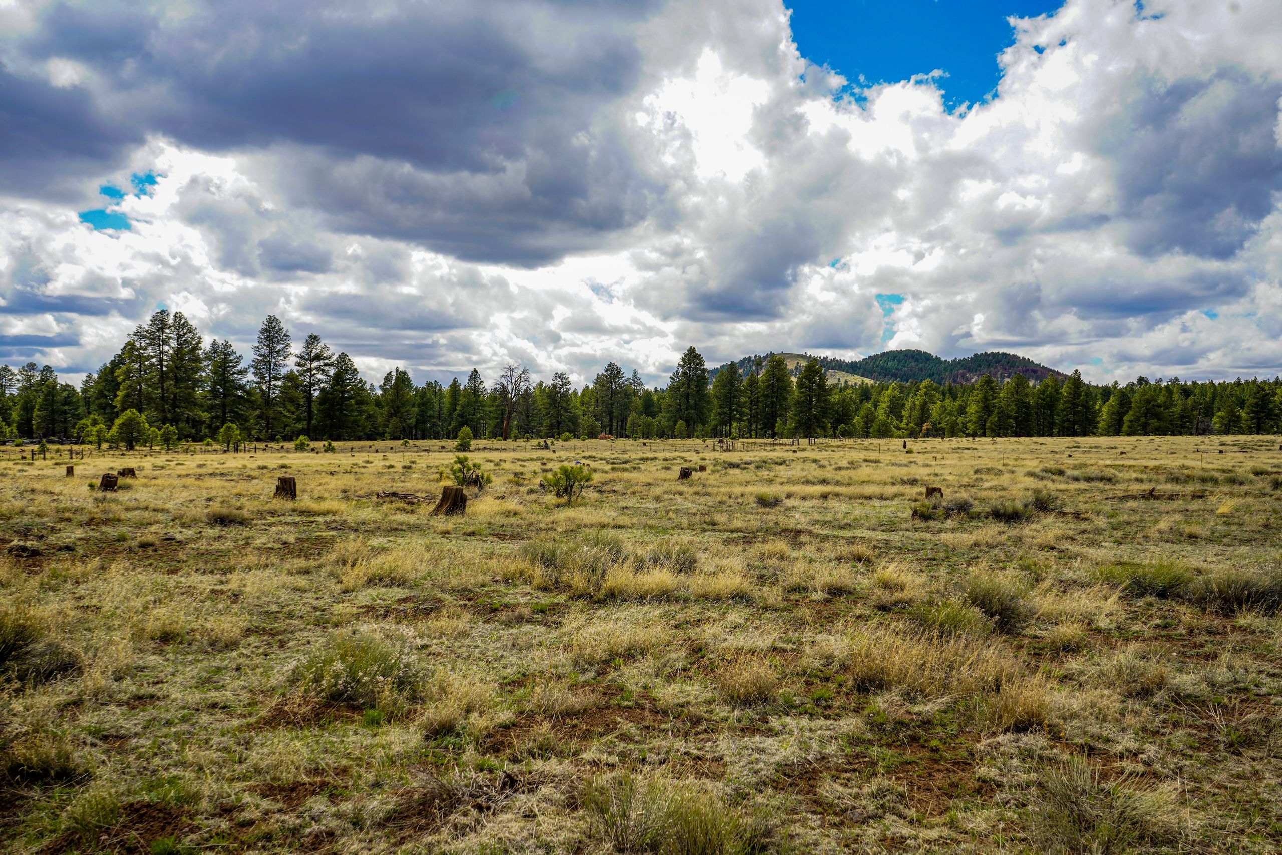 Beautiful meadow with forest and clouds in Flagstaff, Arizona.