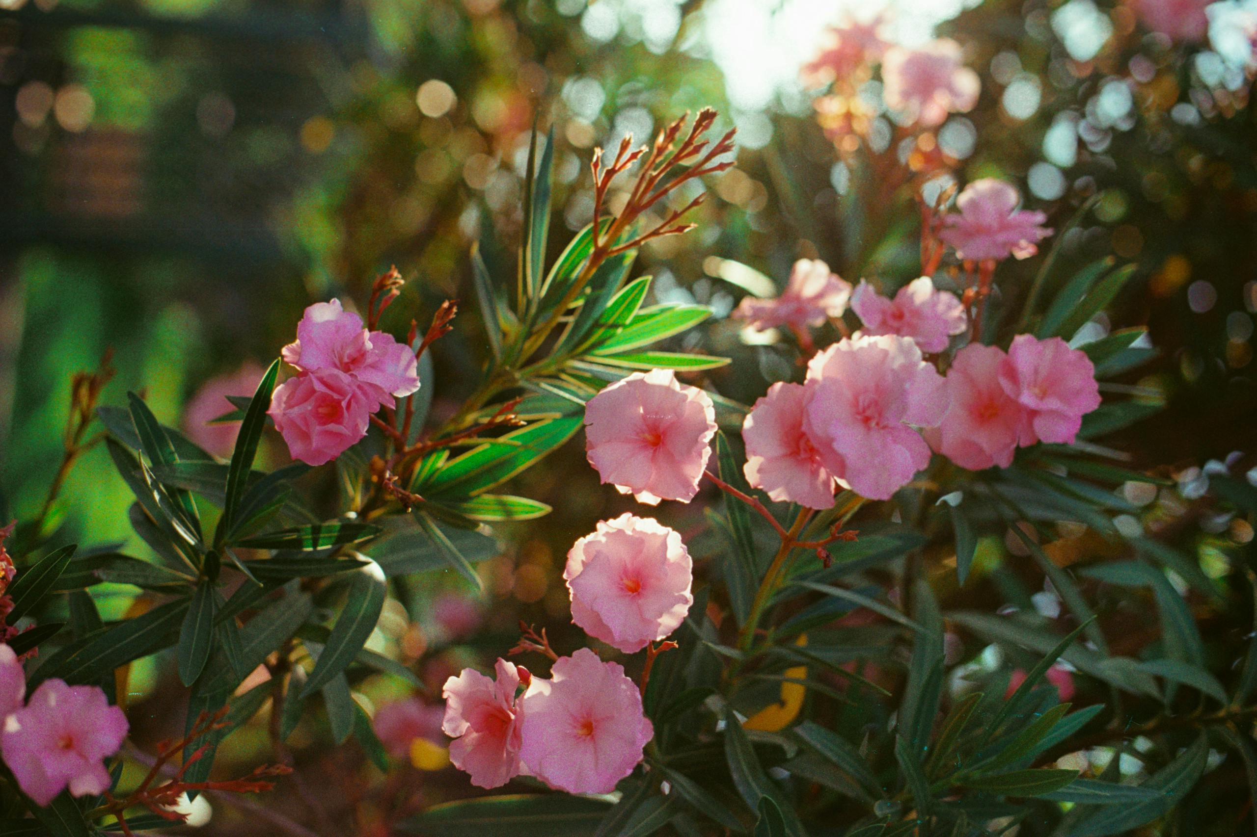 Beautiful pink oleander flowers in a sunny outdoor setting, showcasing vibrant colors and lush foliage.