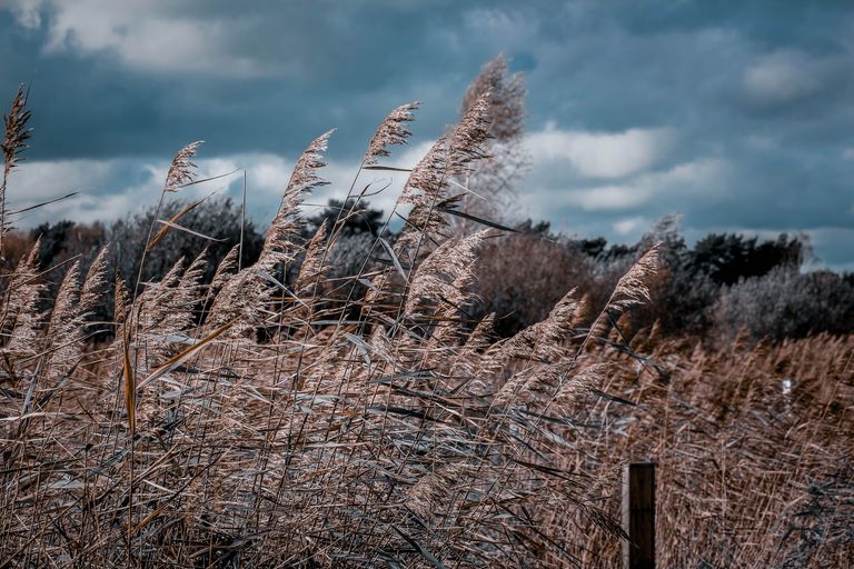 Blowing wild reeds in a cloudy field in Pelt, Belgium, exuding an earthy and dramatic mood.