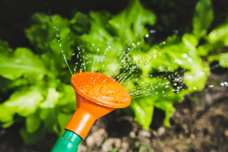 Bright garden scene with water spray on lush green plants, captured in vibrant detail.