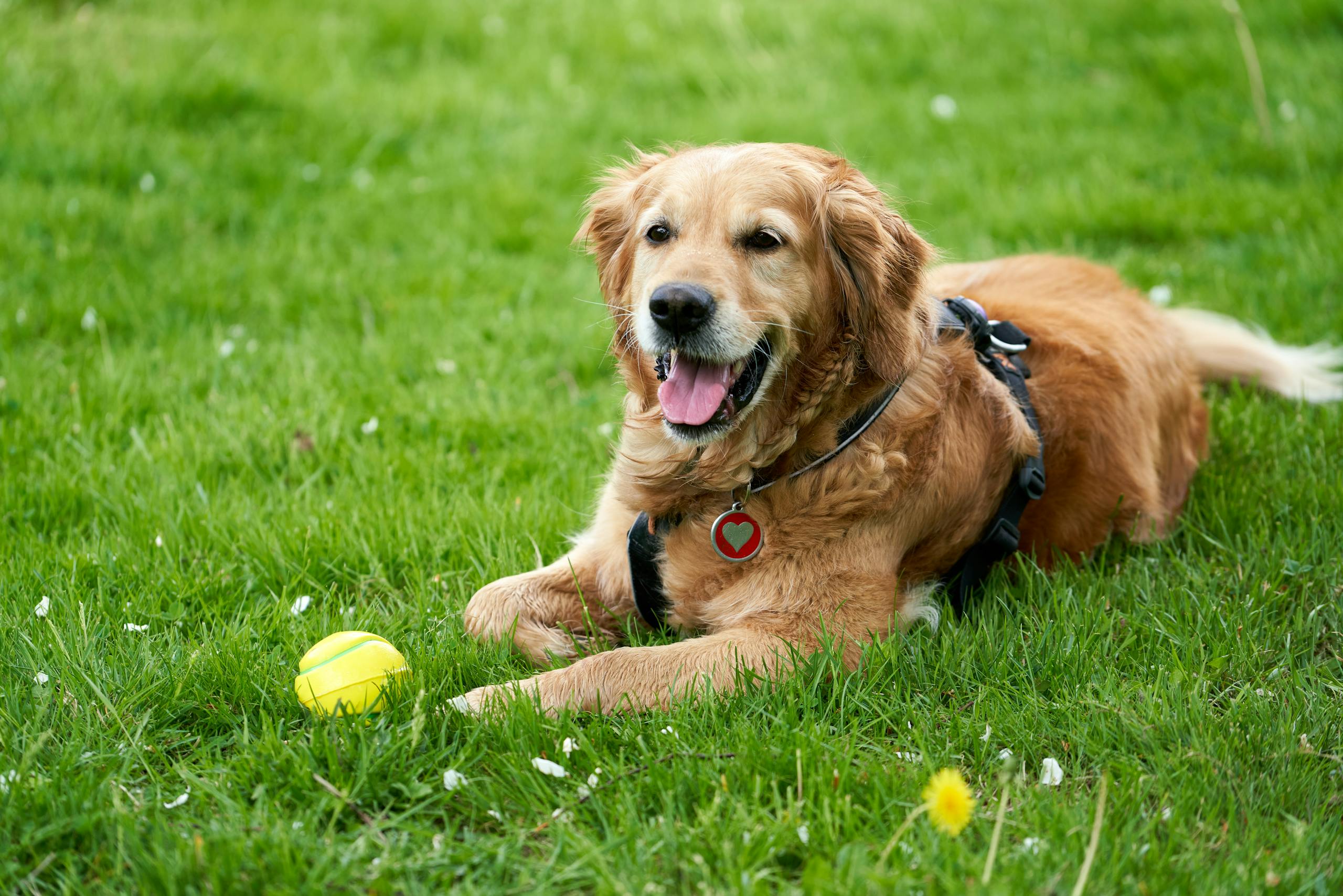 Charming golden retriever lying on green grass with a tennis ball, enjoying a sunny day outdoors.