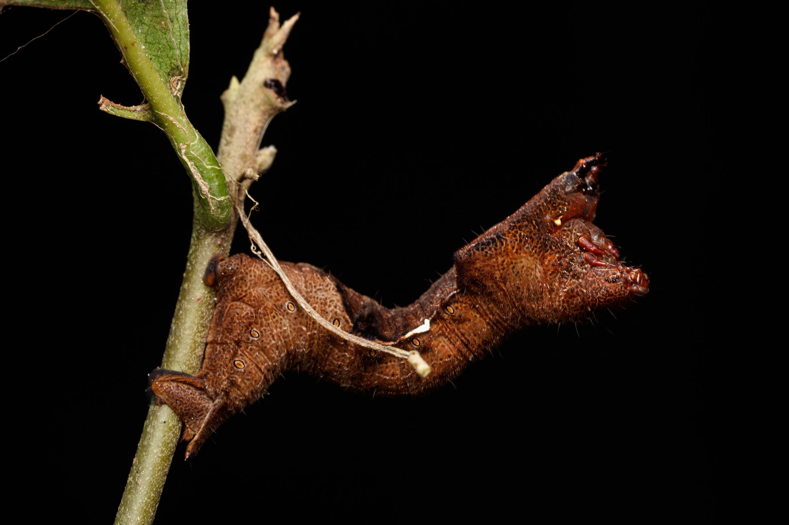 Close-up macro image of a brown caterpillar hanging from a twig against a dark black background.