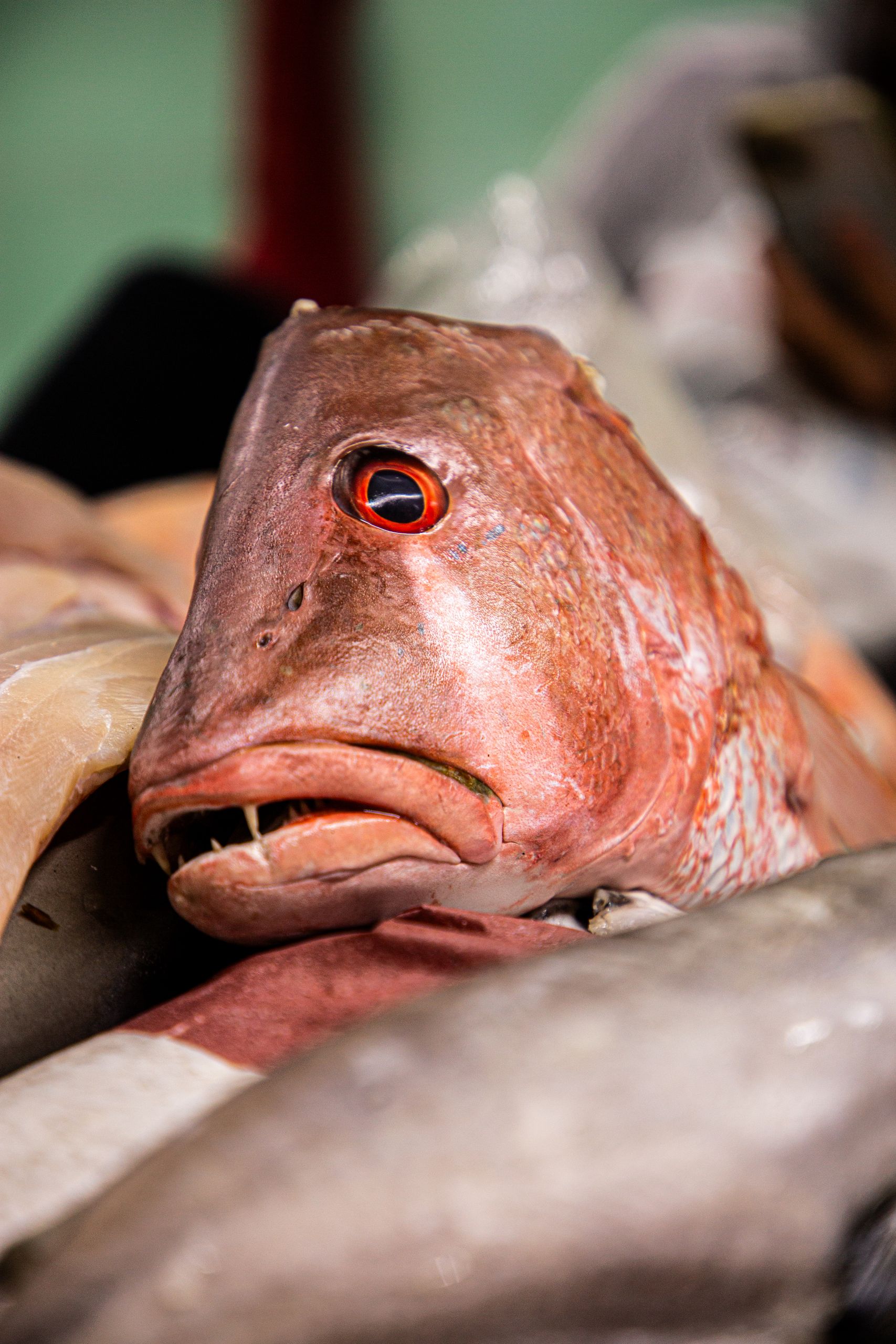 Close-up of a fresh red snapper fish on display at a seafood market.