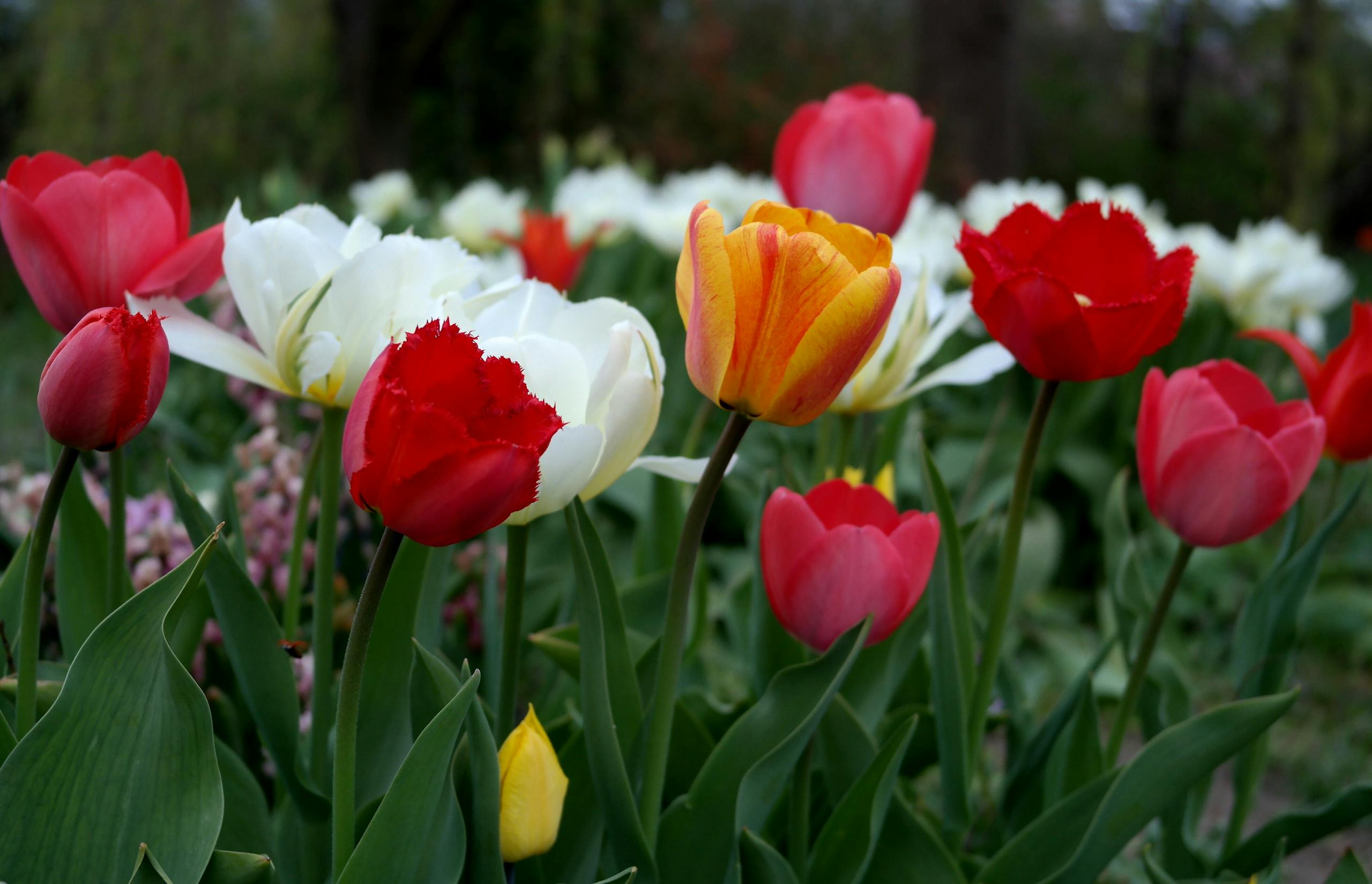 Colorful tulips in full bloom showcasing vibrant spring beauty outdoors.