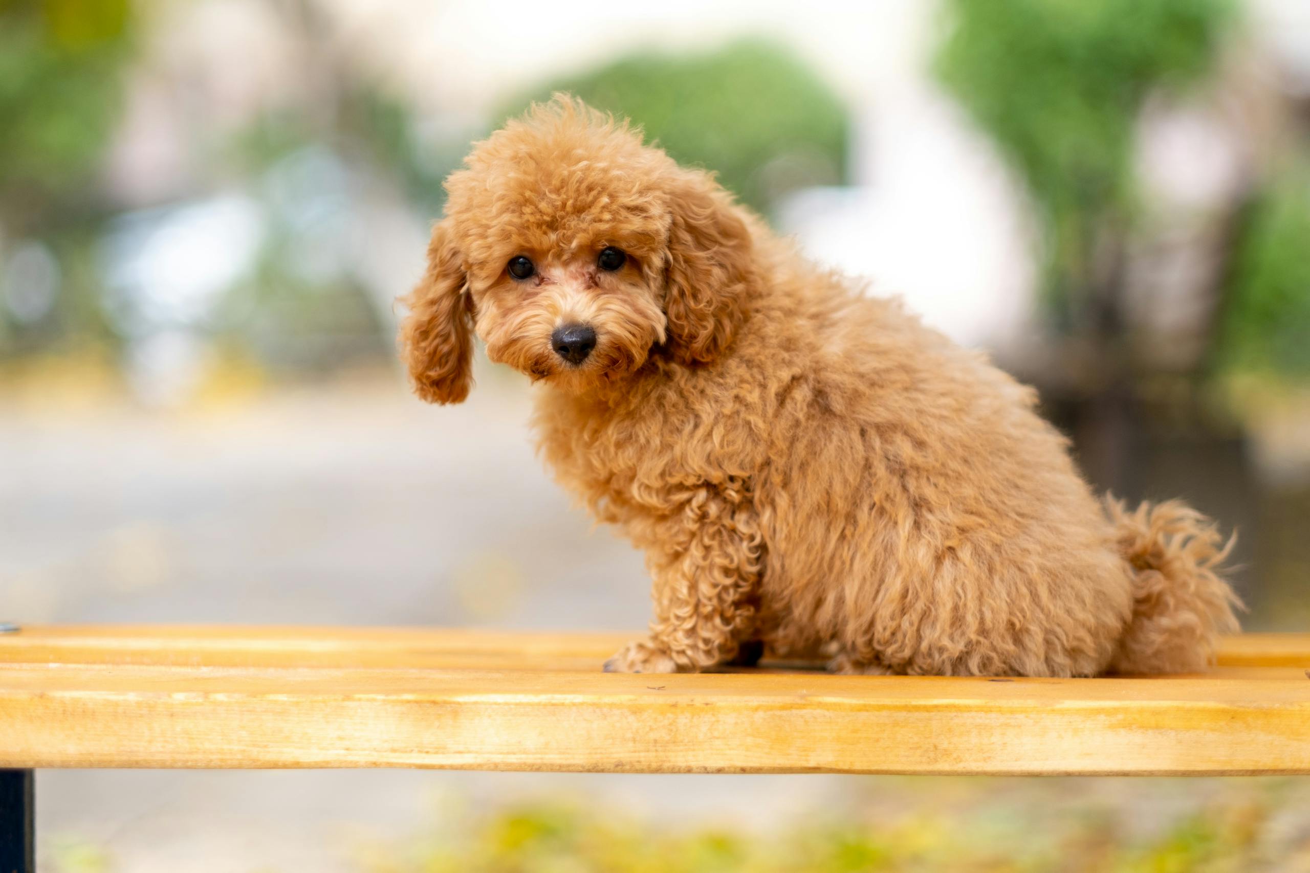 Cute and fluffy poodle puppy sitting on a bench outdoors with a blurred background.