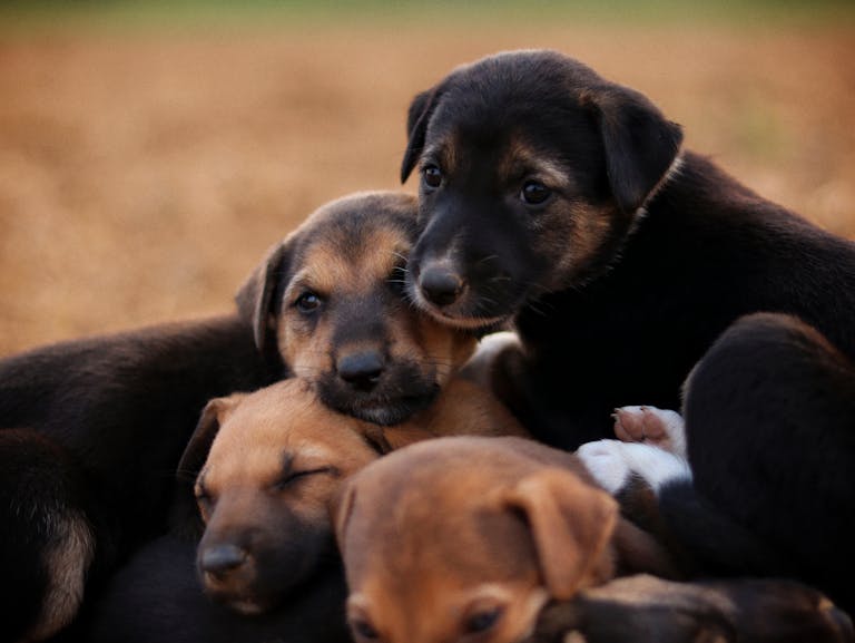 Cute puppies huddled together outdoors on a warm day, showcasing playfulness and companionship.