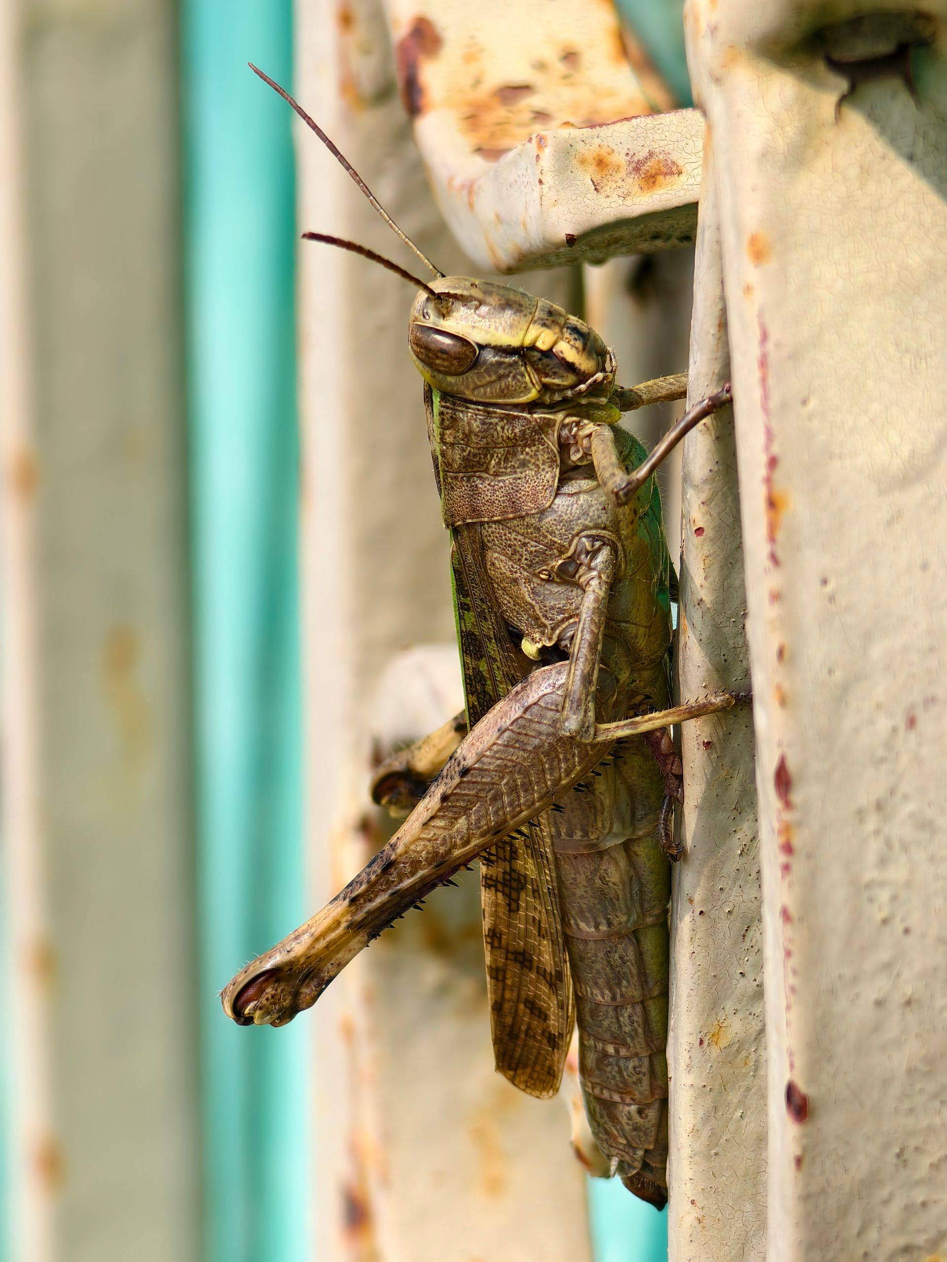 Detailed close-up of a grasshopper perched on a rusty metal surface, showcasing natural textures.