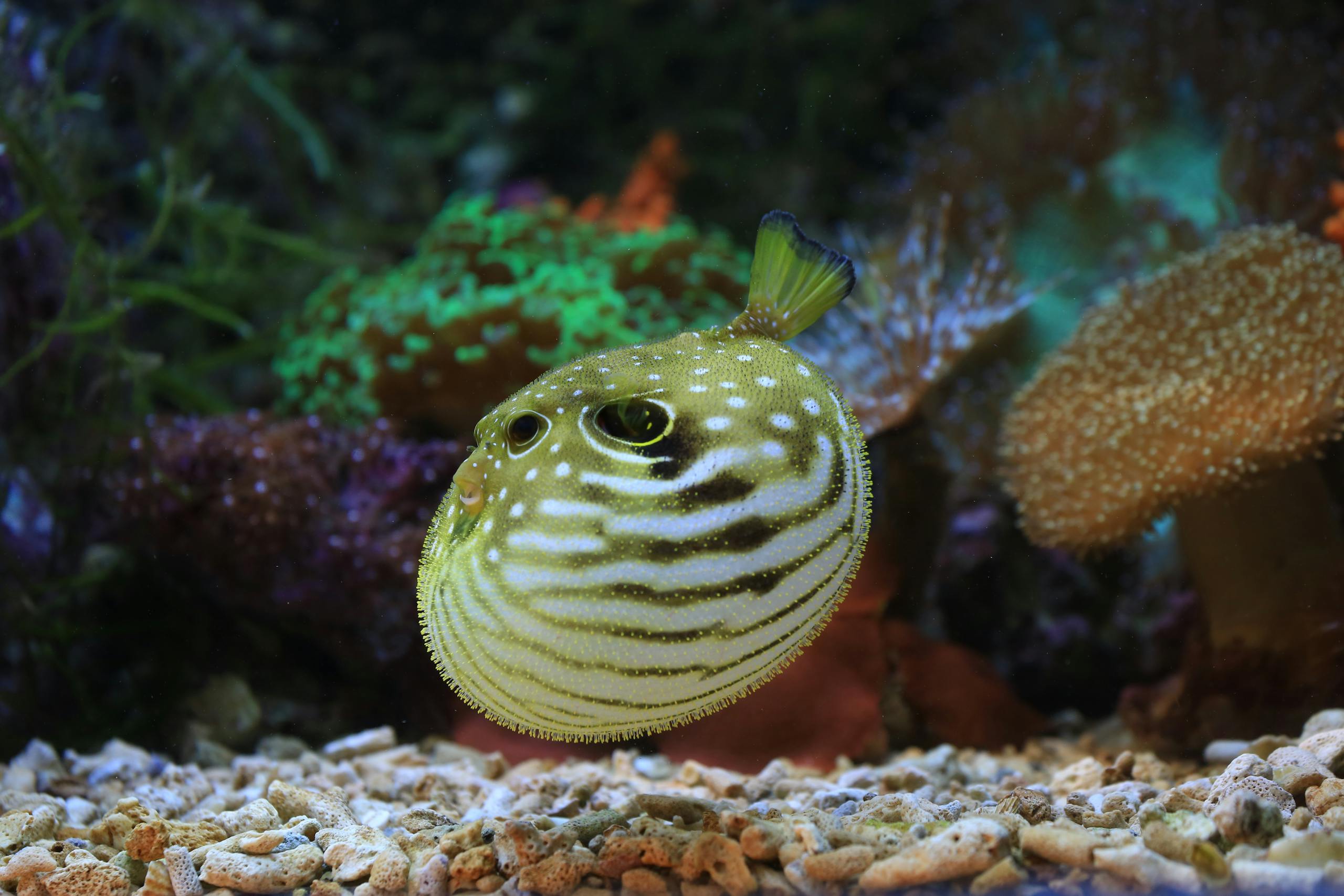 Detailed image of a pufferfish in a vibrant coral aquarium environment.