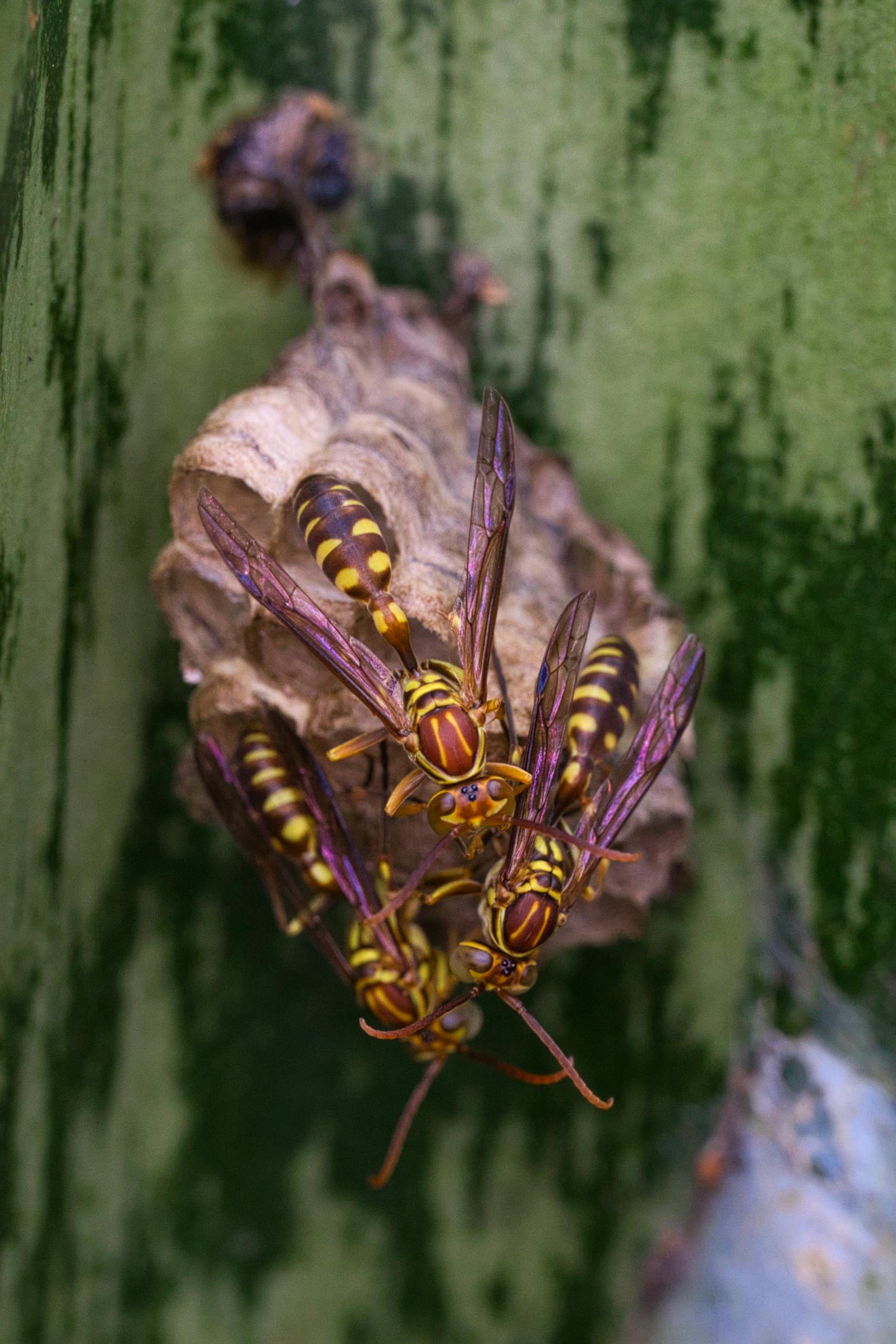 Detailed view of Asian Paper Wasps tending their nest on a tree trunk in Myanmar.