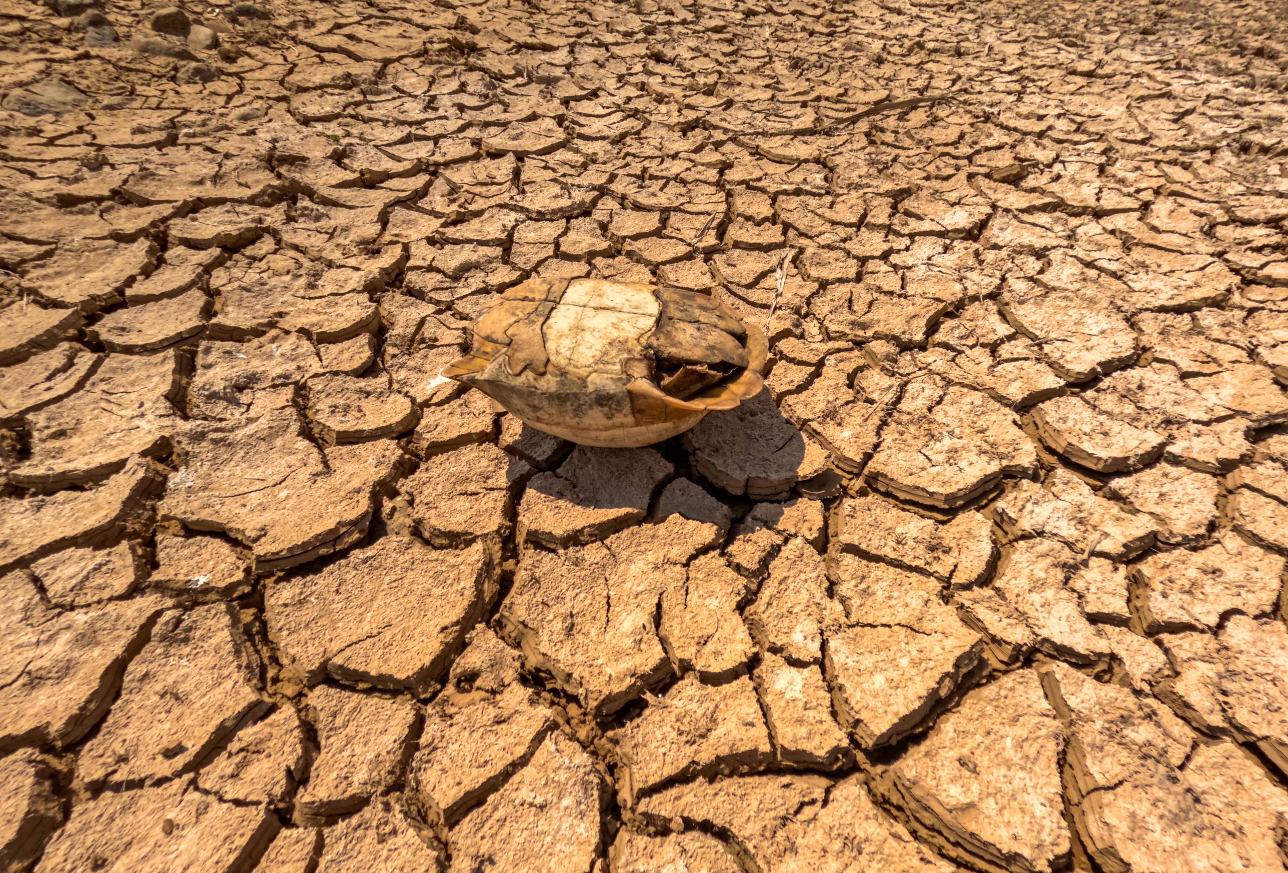 Dry cracked earth with a tortoise shell, illustrating severe drought conditions.