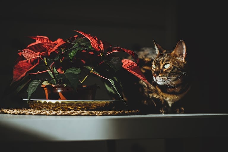 Elegant Bengal cat beside a vibrant poinsettia plant illuminated by dramatic lighting.
