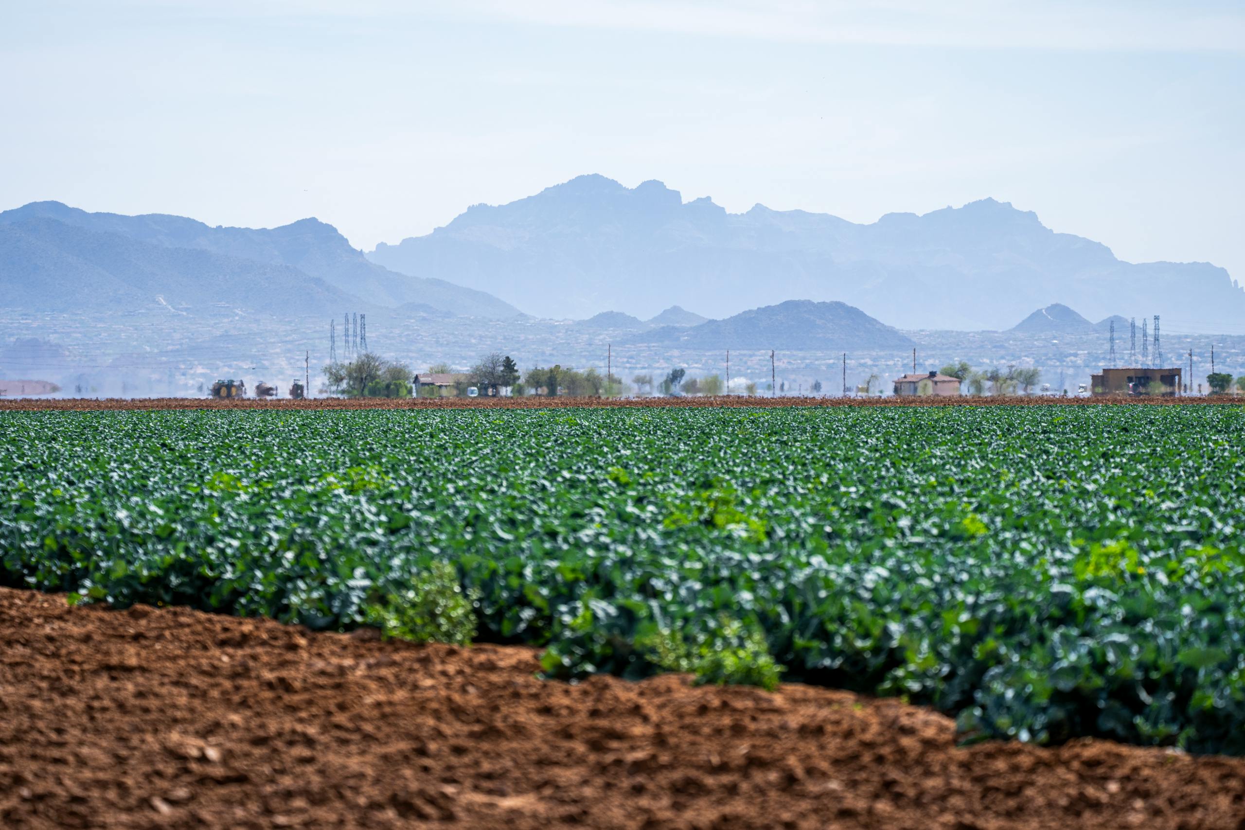 Expansive broccoli fields with mountains under a clear blue sky, showcasing agricultural richness.