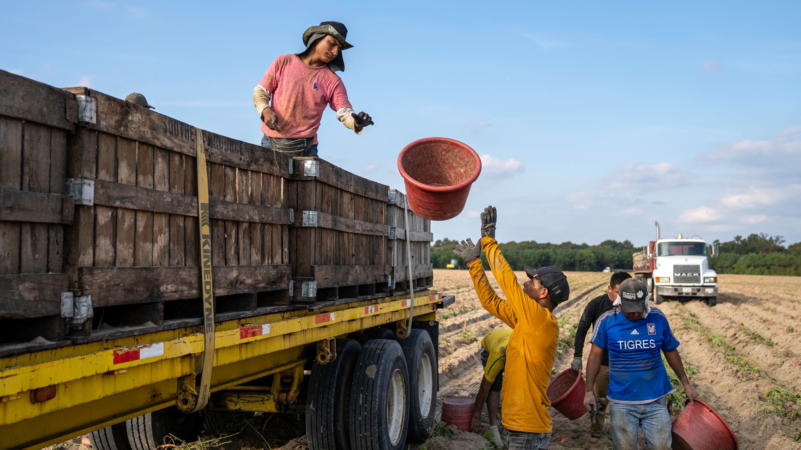 Farm workers loading vegetables onto a truck in a field under a clear blue sky.