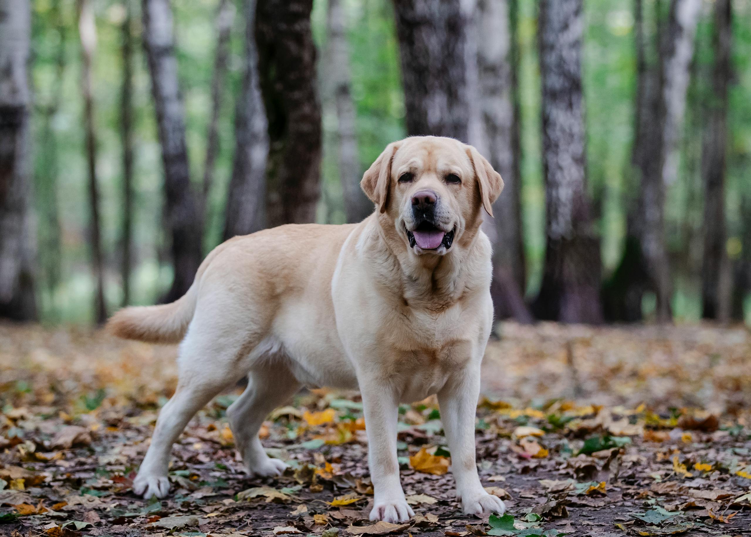 Labrador Retriever standing in a vibrant autumn forest.