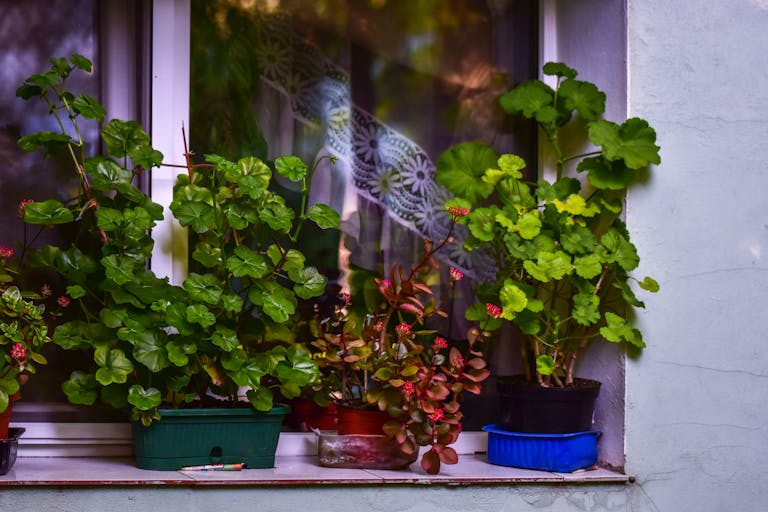 Lush green and red potted plants adorn a sunlit windowsill, creating a vibrant indoor garden.