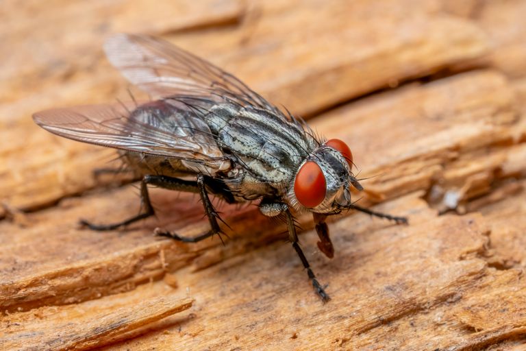 Macro photograph of a flesh fly with vivid red eyes resting on a wooden surface.