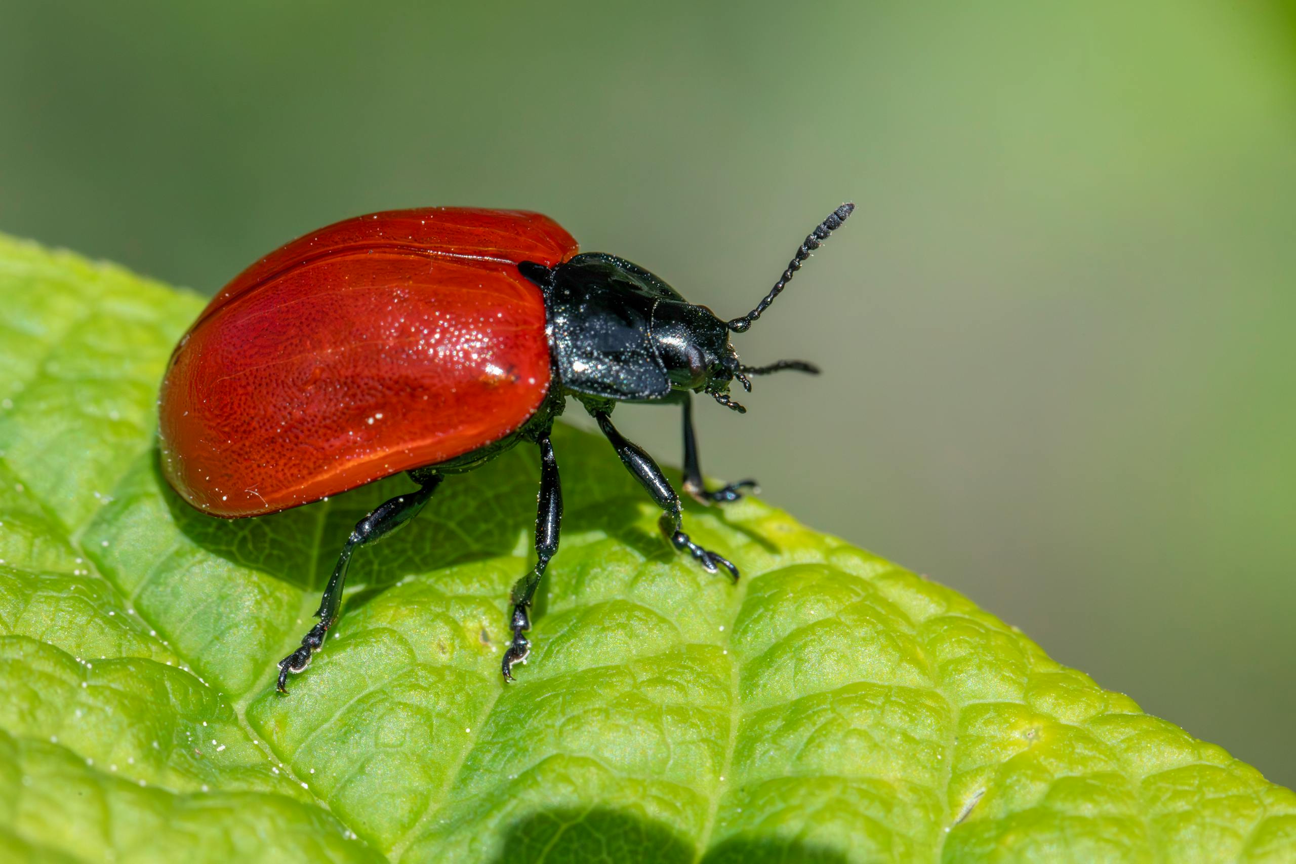 Macro shot of a red poplar leaf beetle on a green leaf during summer.