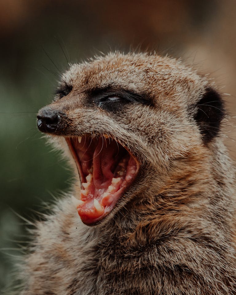 Meerkat with brown fur with open mouth and sharp teeth in daytime in nature