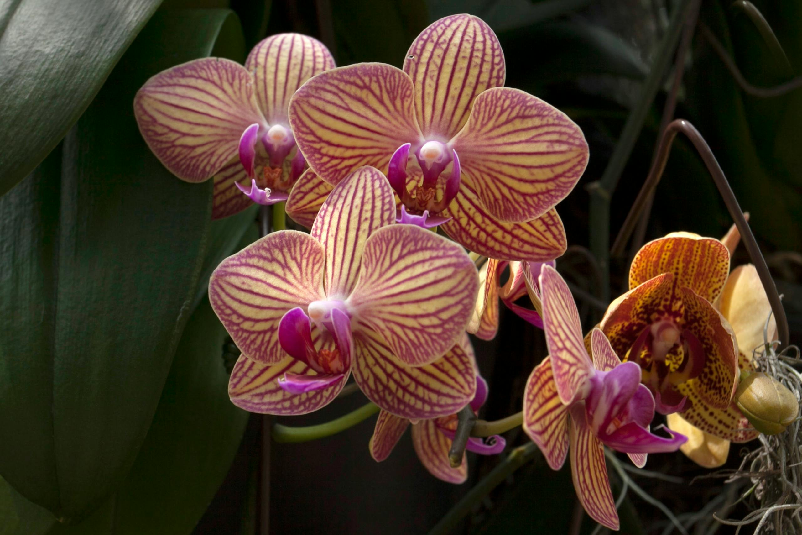 Stunning close-up of vibrant Phalaenopsis orchids in full bloom, showcasing detailed petal patterns.