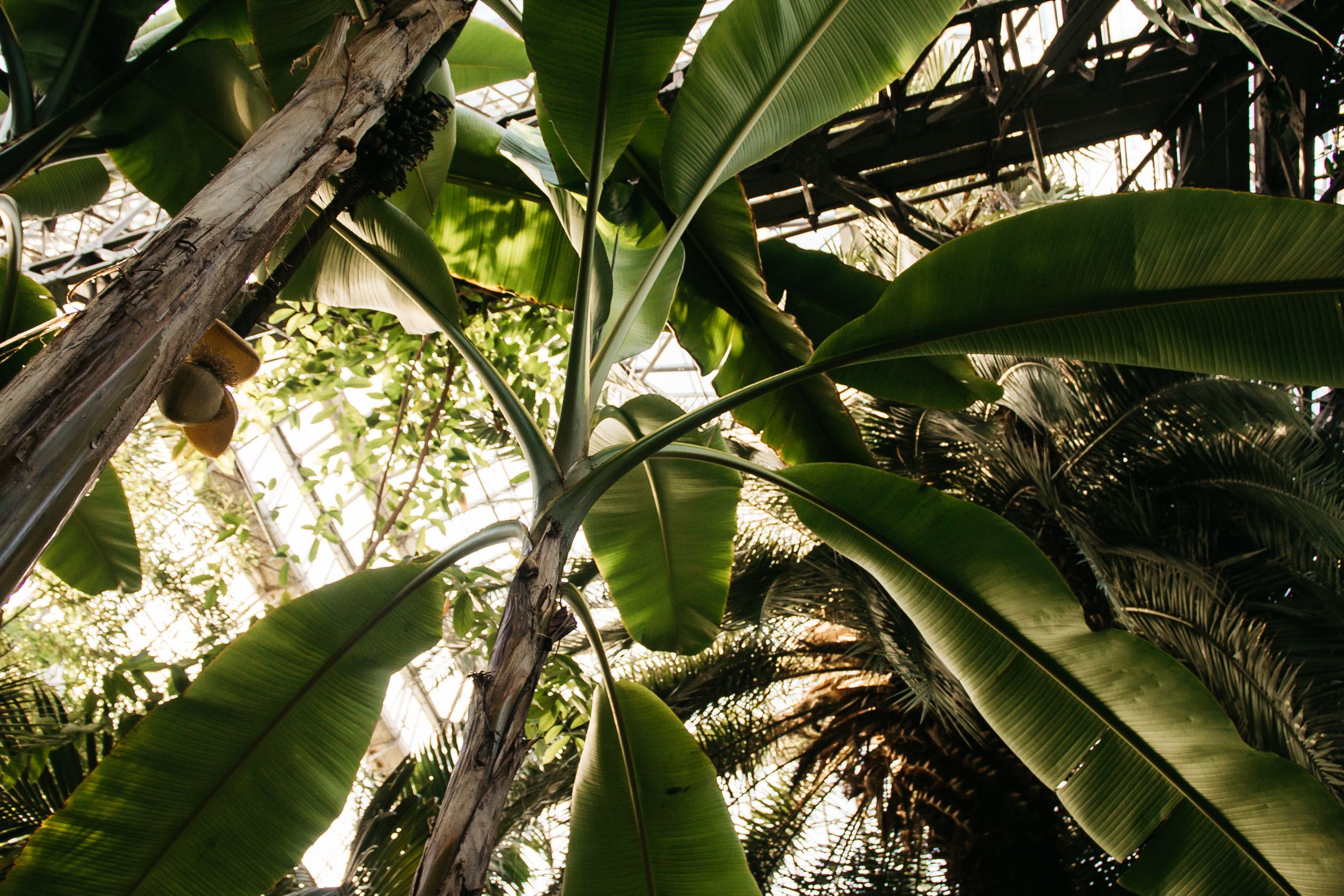 Sunlit view of a green banana plant with large tropical leaves in a plantation setting.