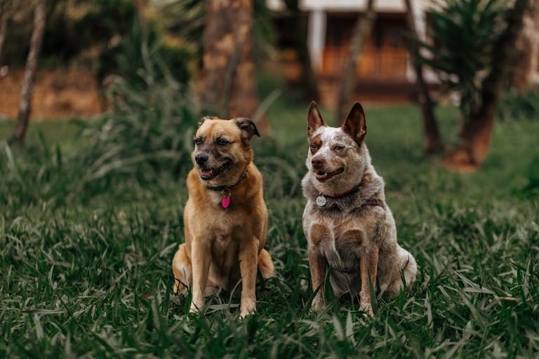 Two dogs relaxing in a vibrant green garden setting. Ideal for pet and outdoor themes.
