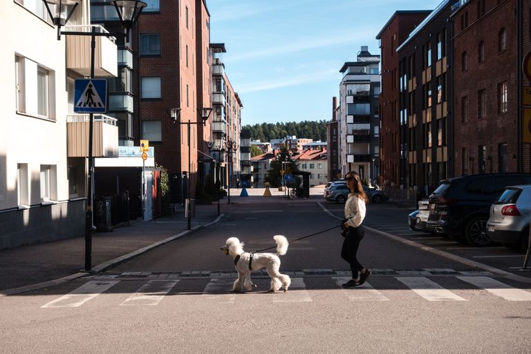 Woman walking a poodle on a sunny day in an urban Finnish street, capturing local architecture.
