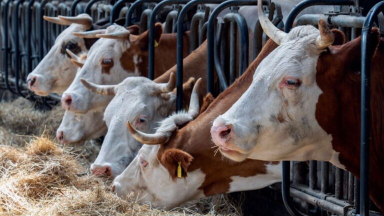 30,000 Pounds of Argentine Beef Recalled After Missing Required Federal Reinspection