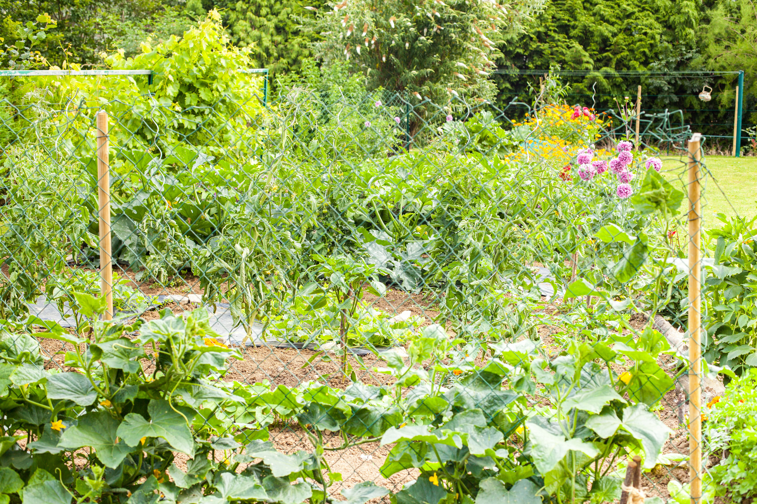 pretty little flower garden in the countryside filled with varied vegetables under the summer sun