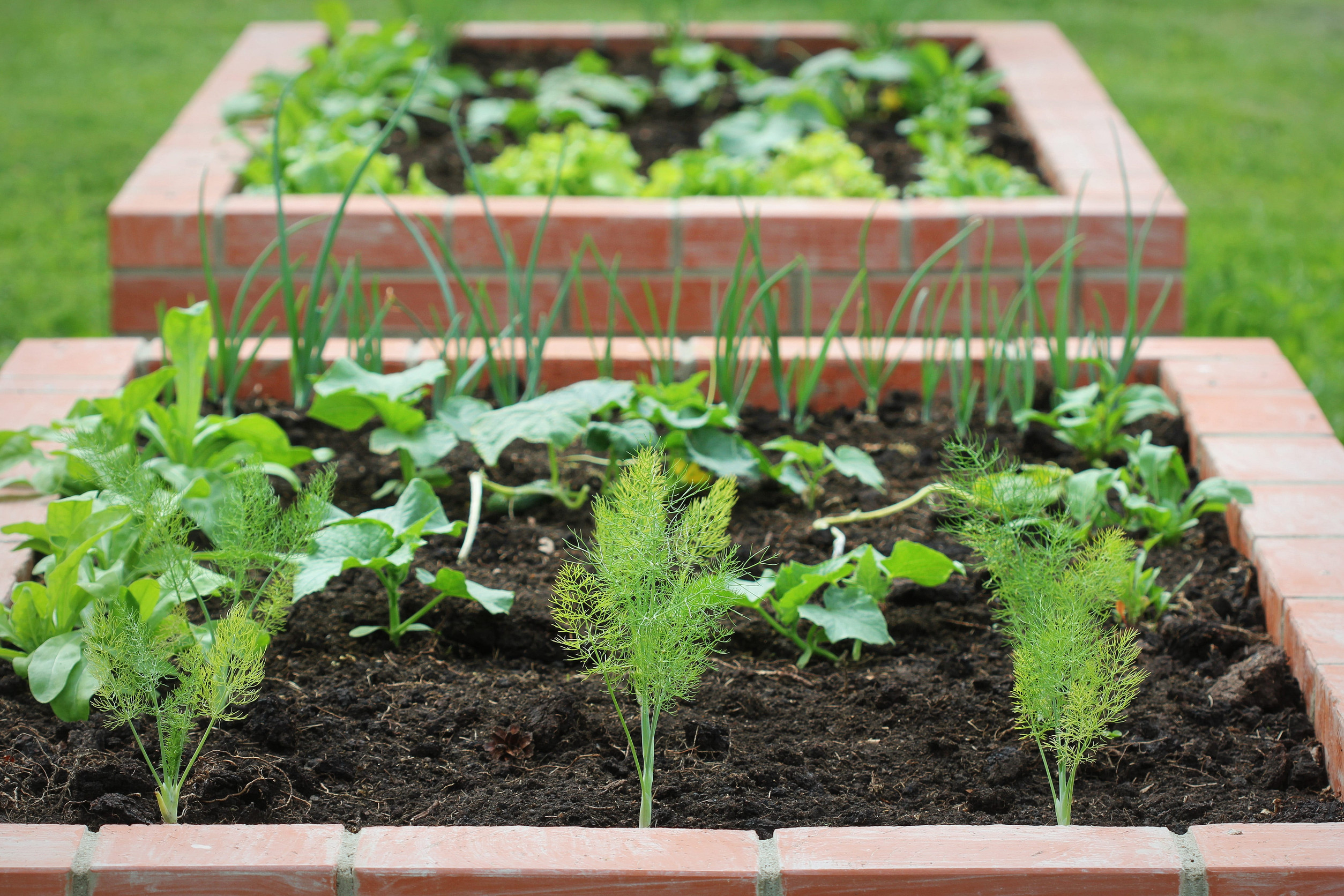 Raised beds gardening in an urban garden growing plants herbs spices berries and vegetables. Harvesting lettuce .