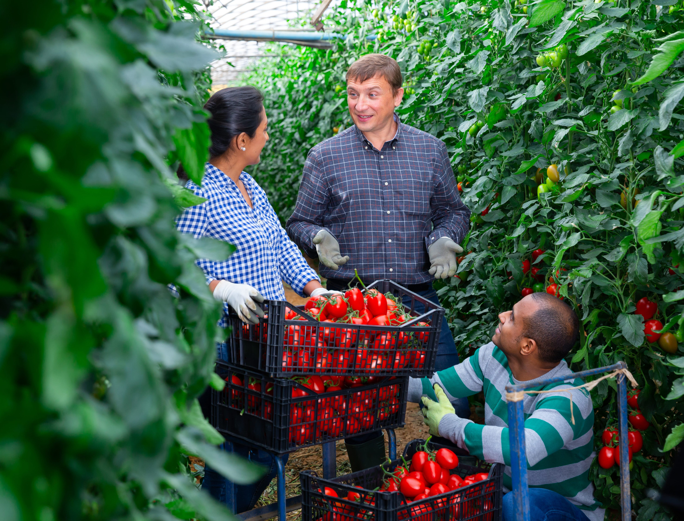 Farmers harvesting tomatoes in greenhouse, talking during break