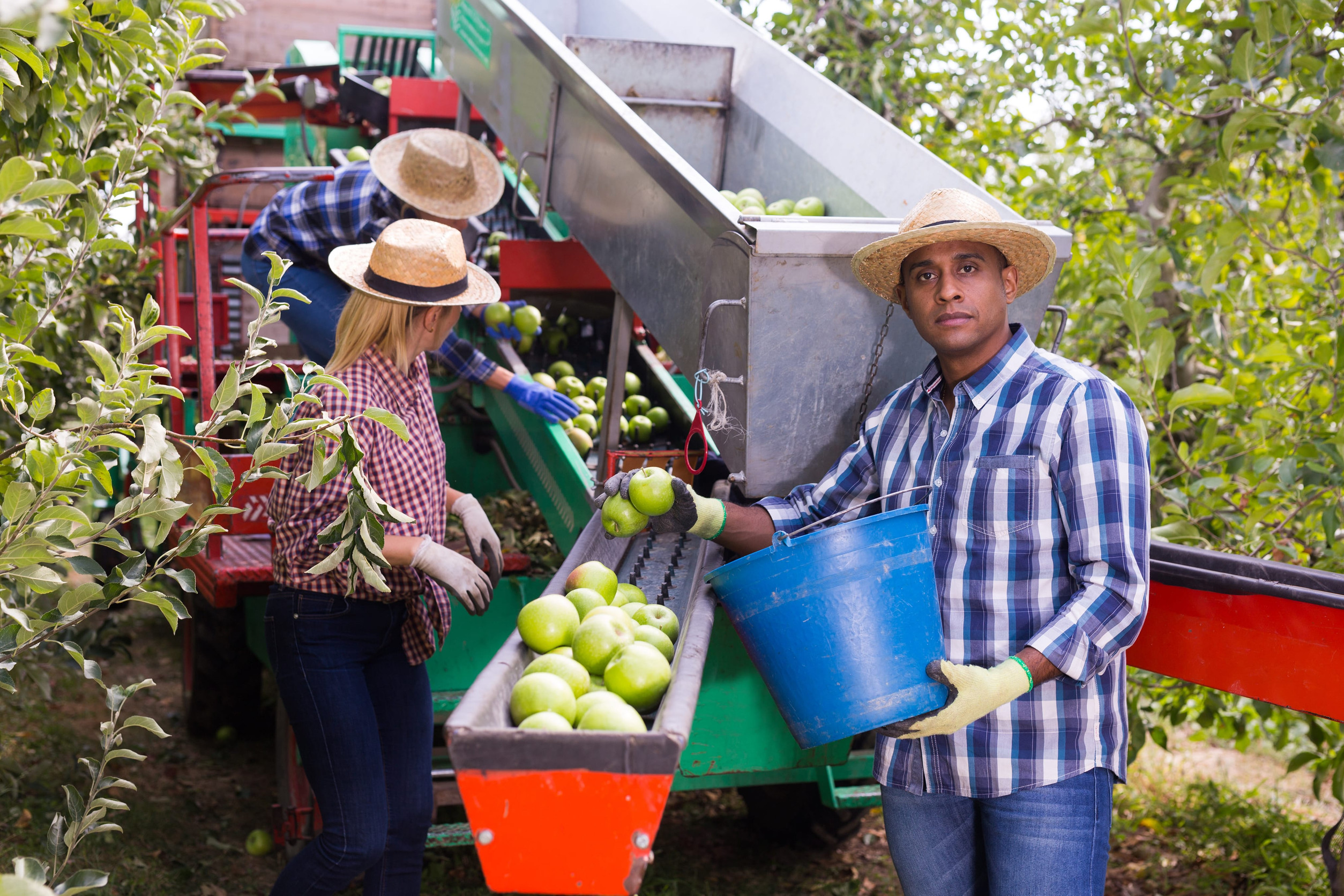 Workers harvesting ripe apples using sorting machine