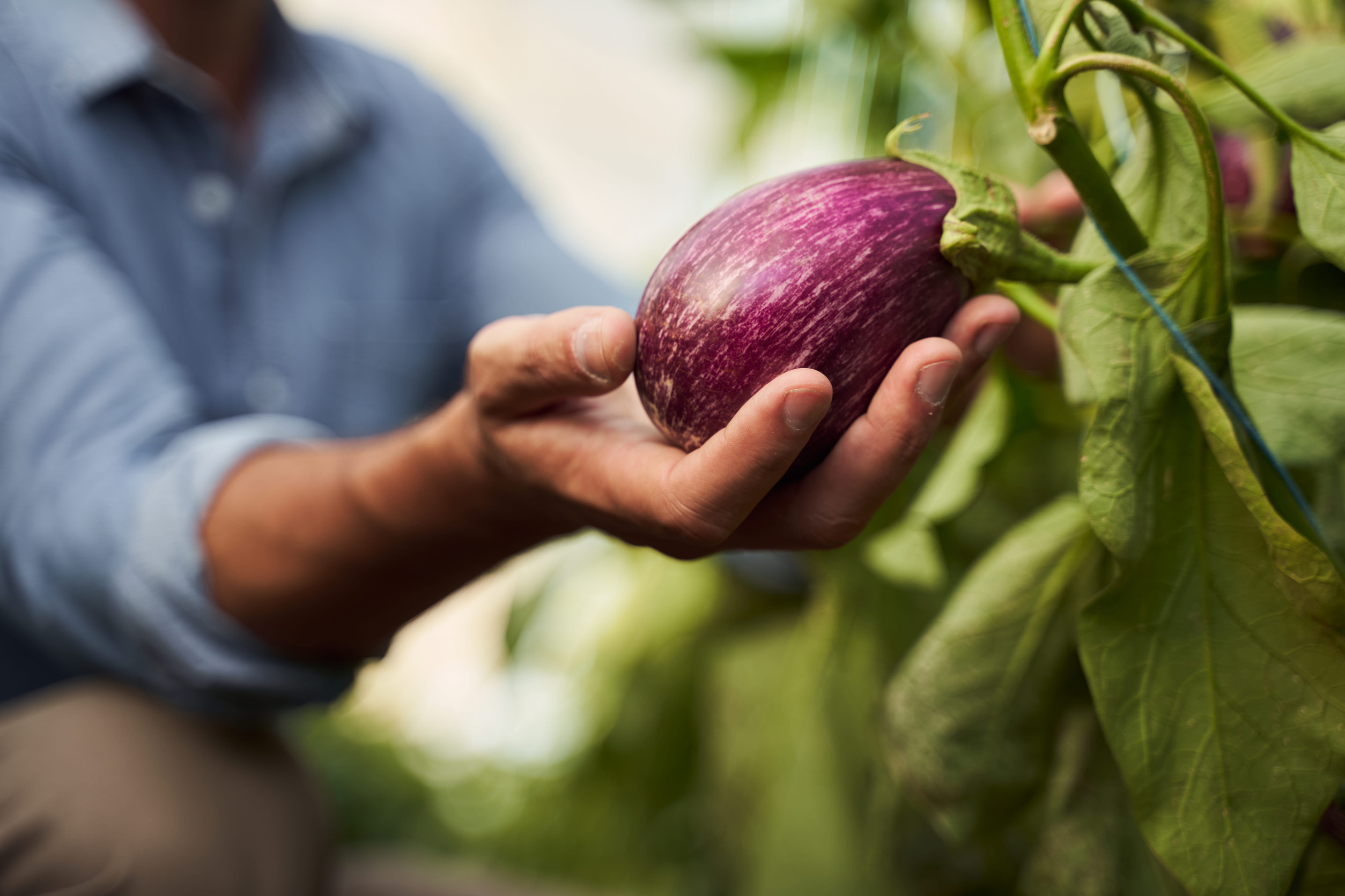 Hand holding raw eggplant