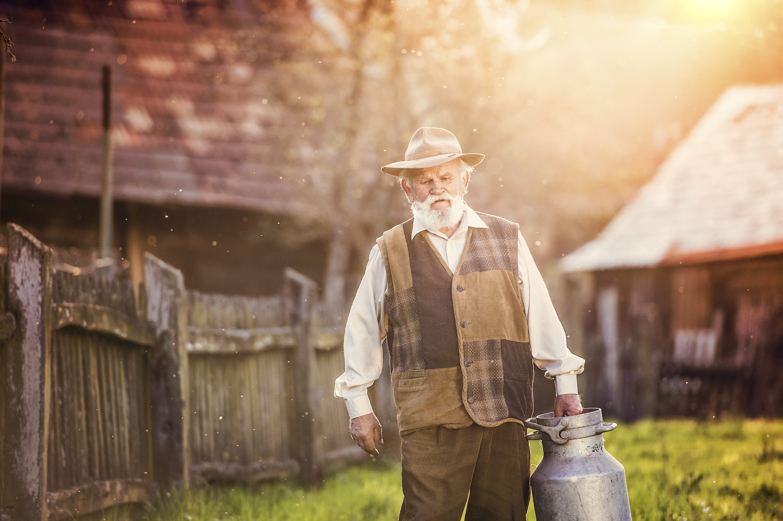 senior farmer collecting milk