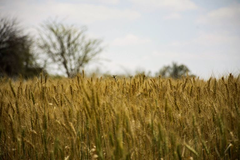 A peaceful rural landscape of a golden wheat field under a clear blue sky, representing farm life.
