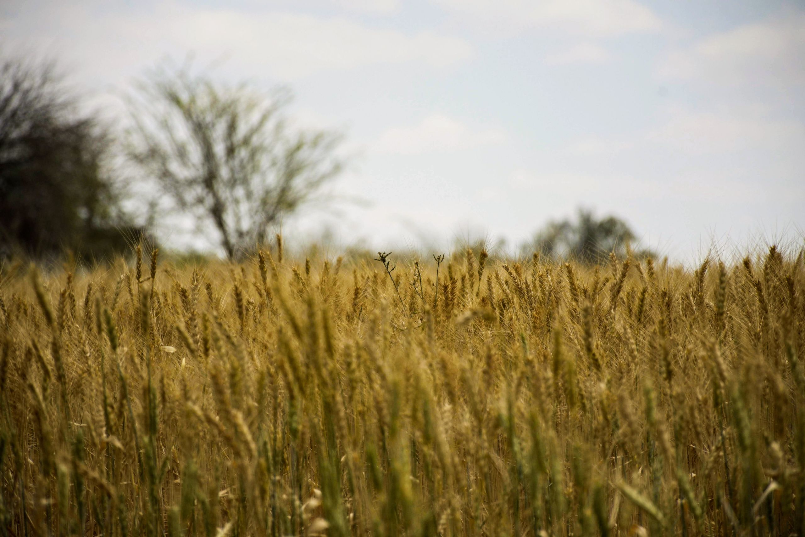 A peaceful rural landscape of a golden wheat field under a clear blue sky, representing farm life.