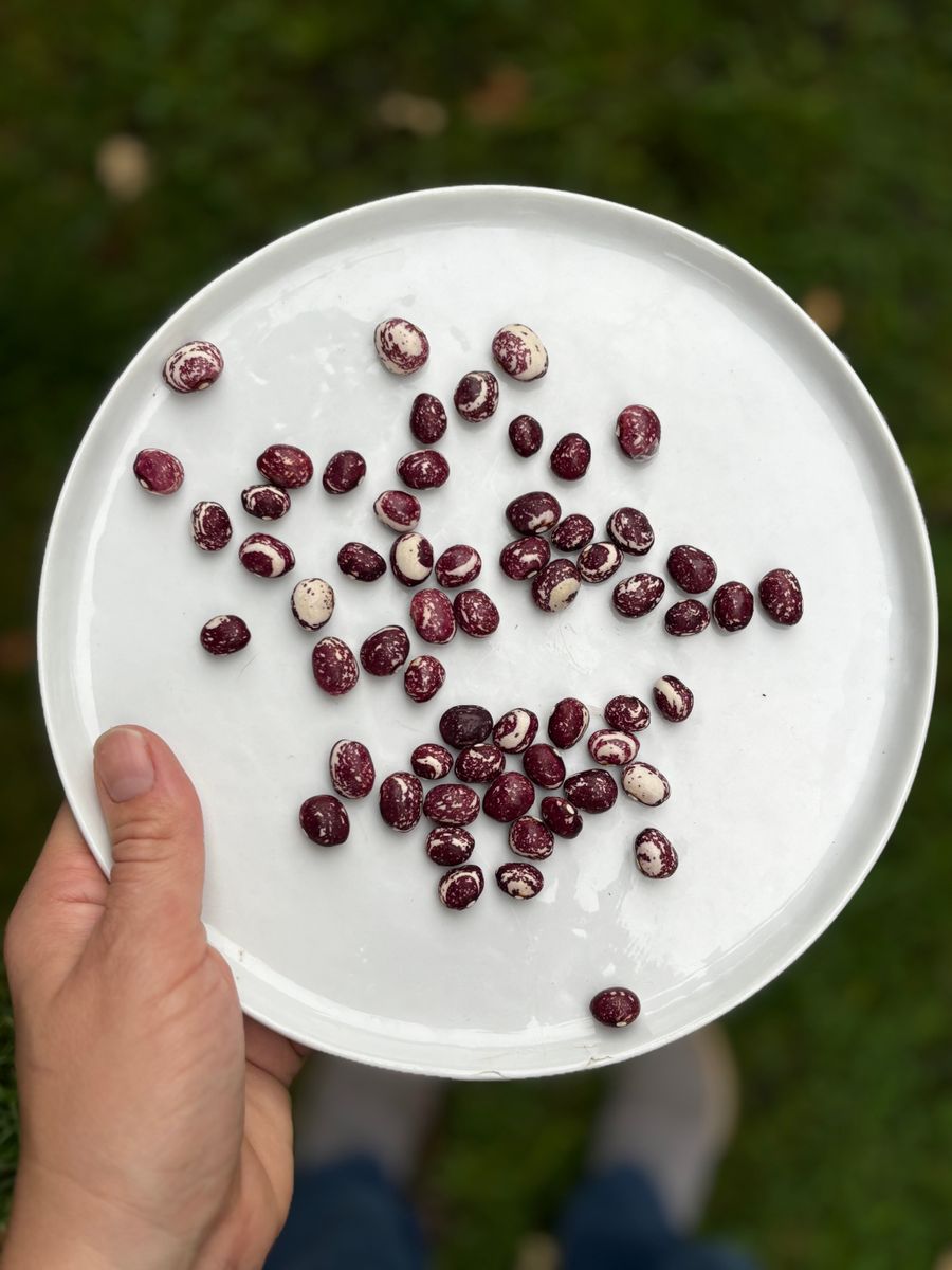 A top view of speckled beans on a white plate, held outdoors on a grassy background.