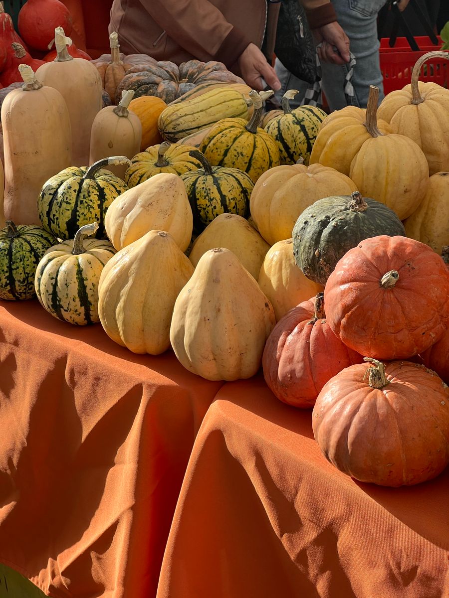 A vibrant display of diverse squash varieties at a fall market stand.