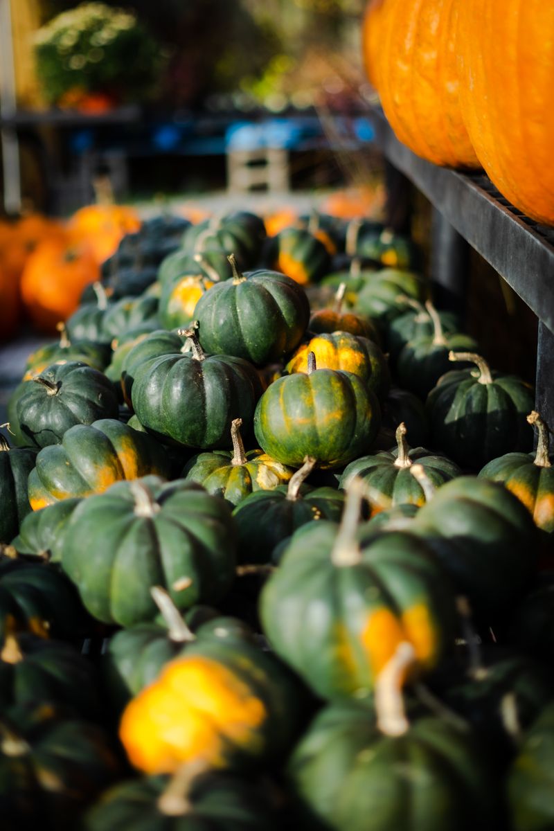 A vibrant display of green and yellow pumpkins at an outdoor market during the fall season.