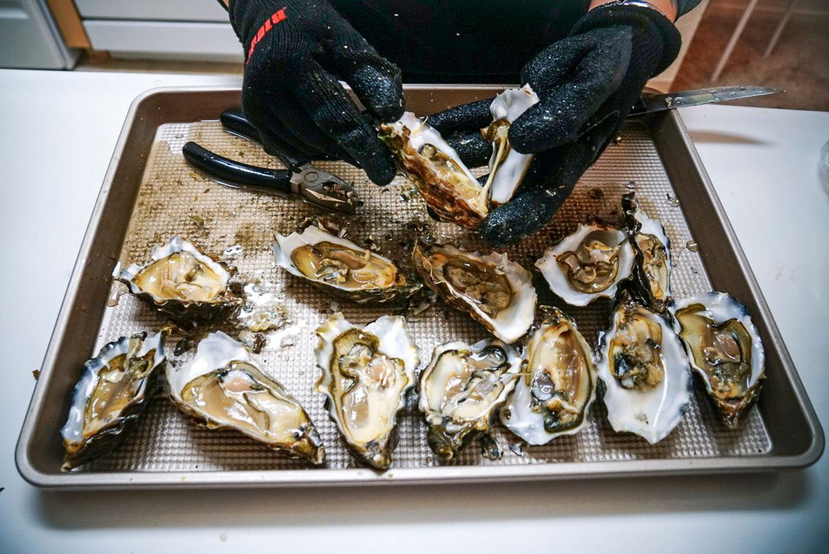 Close-up of freshly shucked oysters on a tray, held with gloves.