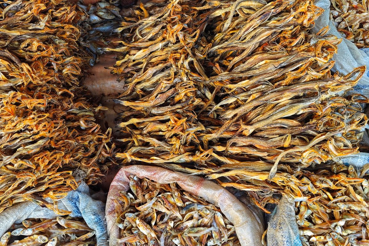 Colorful dried fish arrangement at a bustling Digha market in India, full of textures and vibrant hues.