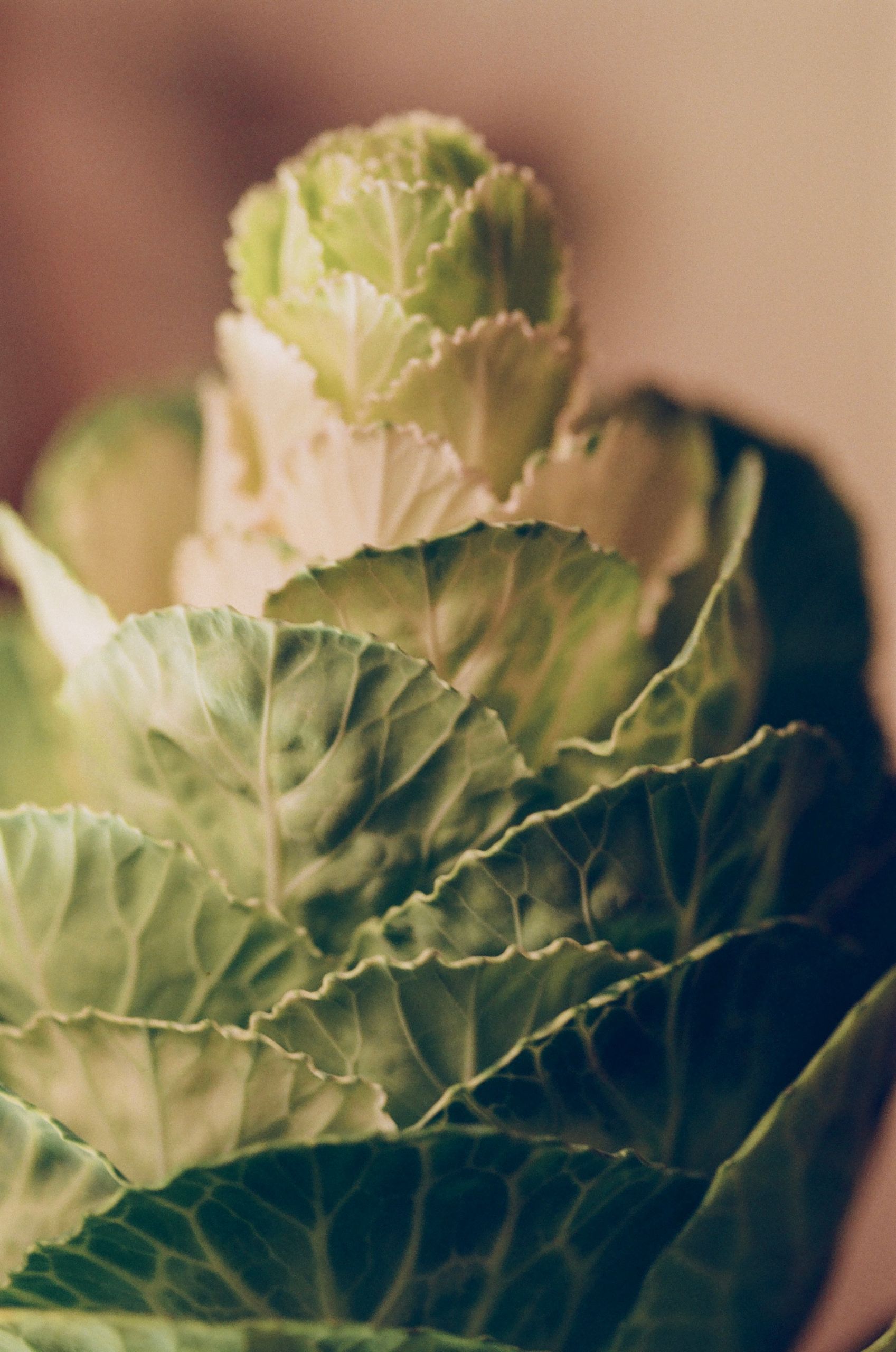 Detailed image of a vibrant green cabbage showcasing its layered leaves.