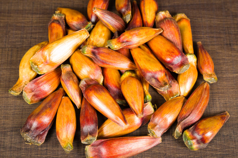 9 Wild Foods That May Need a Permit Before They Reach Your Kitchen