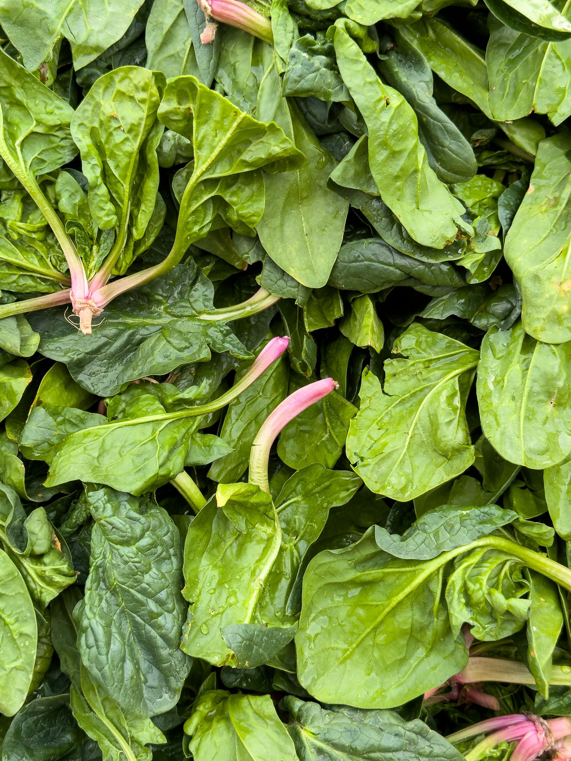 Top view of vibrant organic spinach leaves, showcasing freshness and healthy eating.