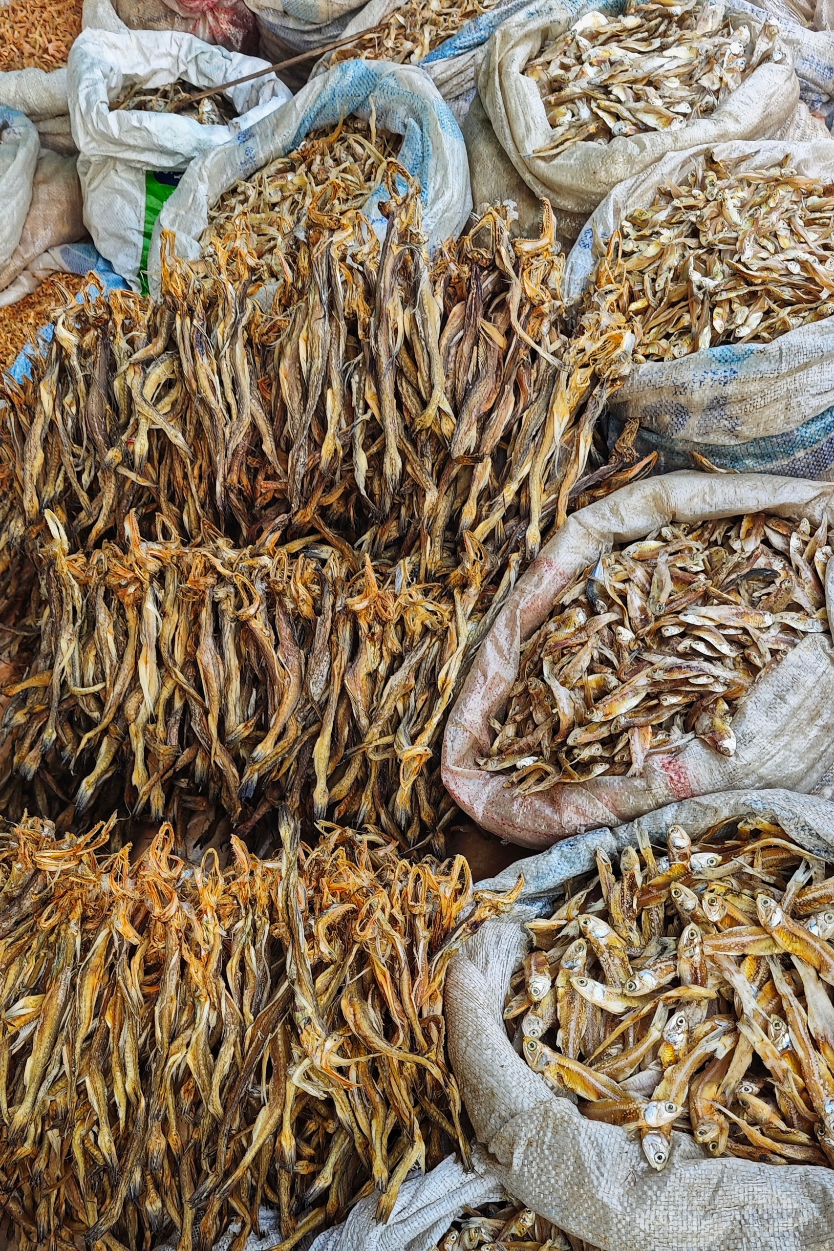 Variety of dried fish displayed in sacks at a local market in Digha, West Bengal, India.